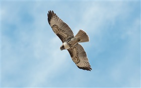 Ein Vogel flug, flügel, blauer Himmel HD Hintergrundbilder