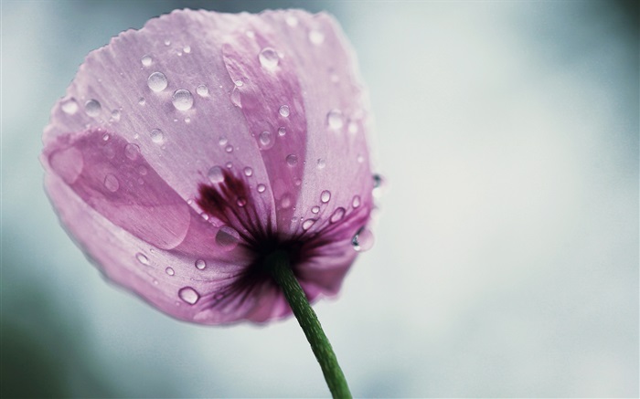Ein lila Mohnblüte Hintergrundbilder Bilder