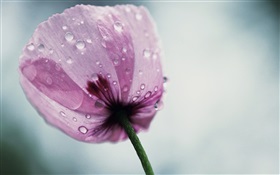 Ein lila Mohnblüte HD Hintergrundbilder