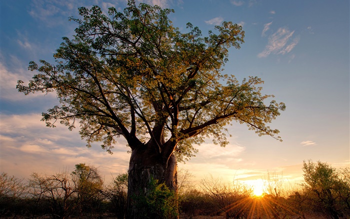 Afrika, Simbabwe, Savanne, Affenbrotbaum, Sonnenuntergang, Sonnenstrahlen Hintergrundbilder Bilder