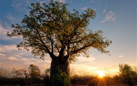 Afrika, Simbabwe, Savanne, Affenbrotbaum, Sonnenuntergang, Sonnenstrahlen HD Hintergrundbilder