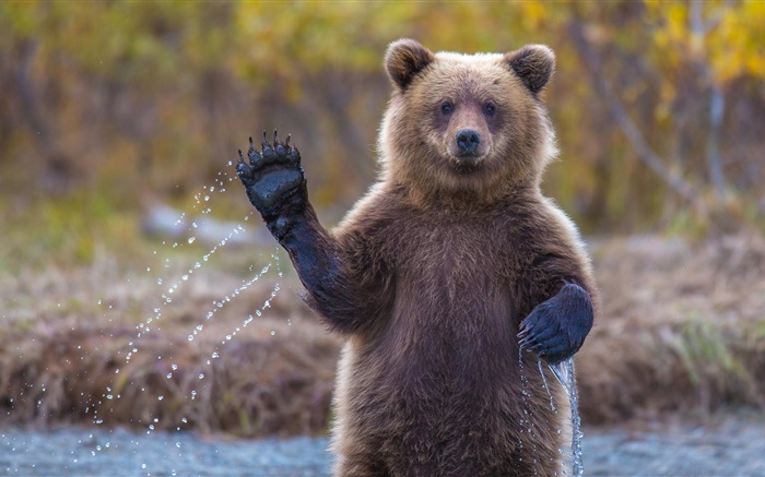 Alaska Grizzly Bear Hintergrundbilder Bilder