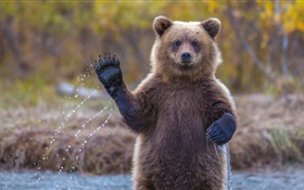 Alaska Grizzly Bear HD Hintergrundbilder