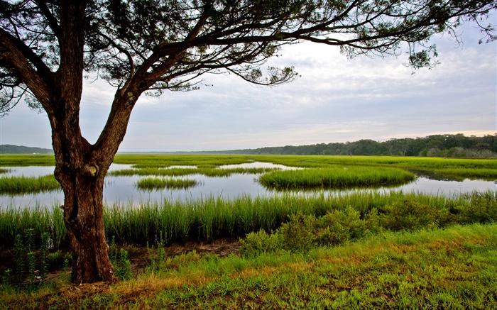 Amelia Island, Florida, USA, Baum, Sumpf Hintergrundbilder Bilder