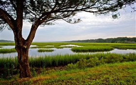 Amelia Island, Florida, USA, Baum, Sumpf HD Hintergrundbilder