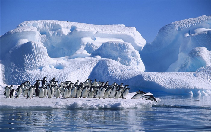 Antarktis Adelie Pinguine, Schnee, Eis Hintergrundbilder Bilder