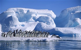 Antarktis Adelie Pinguine, Schnee, Eis HD Hintergrundbilder