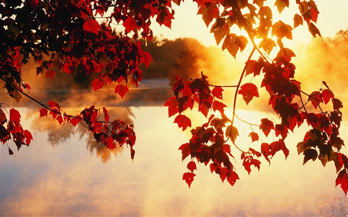 Blätter im Herbst, Sonnenstrahlen, wunderschöne Naturlandschaft Hintergrundbilder Bilder