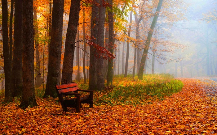 Herbst, Bäume, Blätter, Parks, Straßen, Bank Hintergrundbilder Bilder