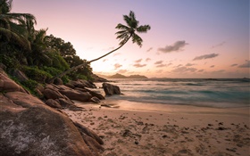 Strand, Küste, Palmen, Sonnenuntergang HD Hintergrundbilder