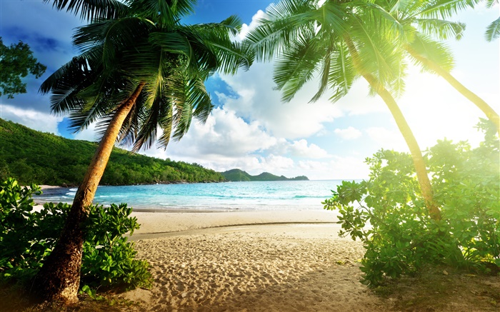 Strand Landschaft, Meer, Palmen, Himmel, Wolken, Sonne Hintergrundbilder Bilder