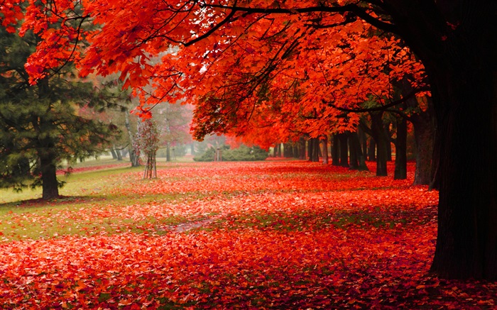 Schöne Herbst, rote Blätter Hintergrundbilder Bilder