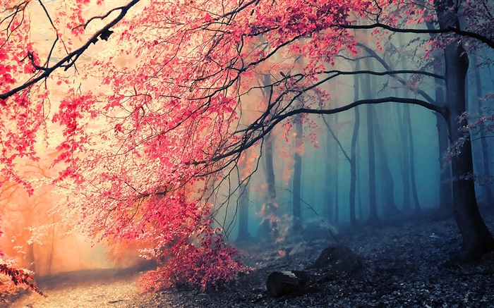 Schöne Herbstlandschaft, Bäume, rote Blätter Hintergrundbilder Bilder