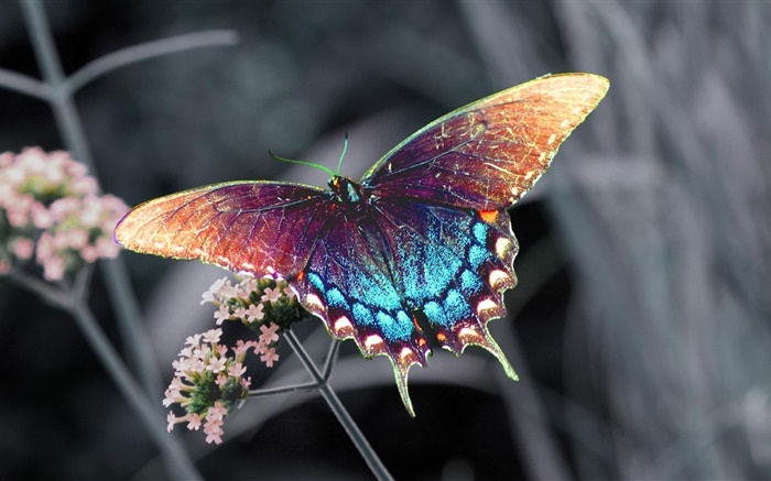 Schöne Schmetterling, bunten Flügeln Hintergrundbilder Bilder