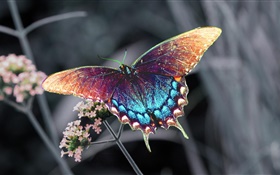 Schöne Schmetterling, bunten Flügeln HD Hintergrundbilder