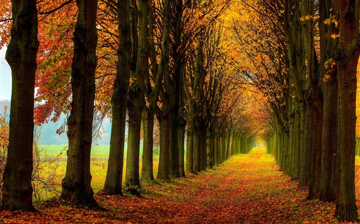 Schöne Natur, Wald, Bäume, Weg, Herbst Hintergrundbilder Bilder