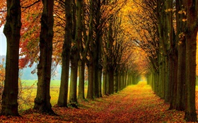Schöne Natur, Wald, Bäume, Weg, Herbst HD Hintergrundbilder