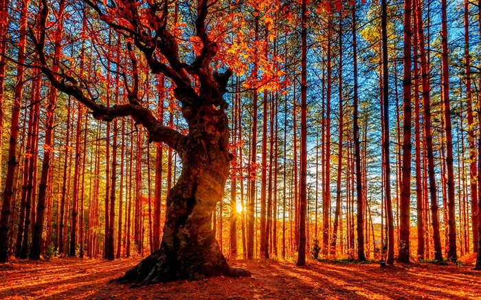 Schöner Sonnenuntergang Wald, Bäume, rote Blätter, Herbst Hintergrundbilder Bilder