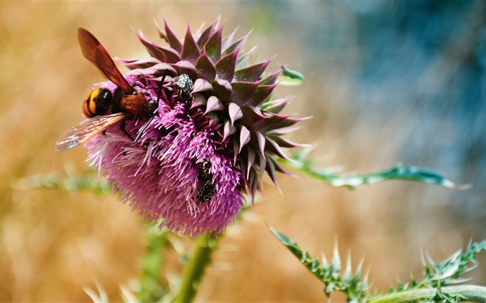 Bienen, Käfer, lila Blüten Hintergrundbilder Bilder