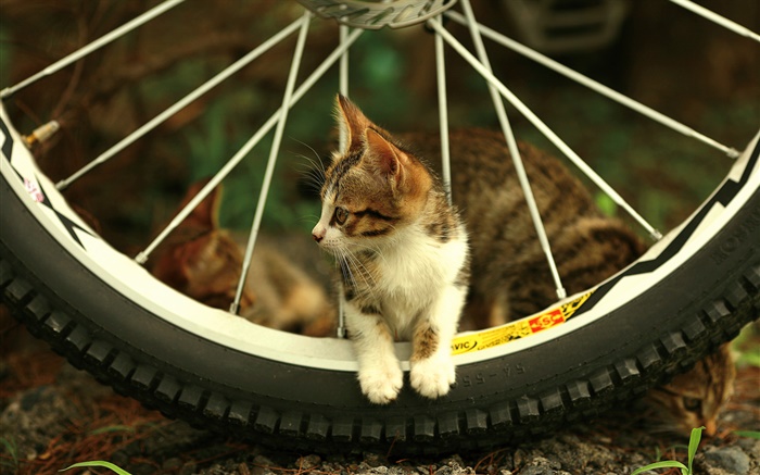 Fahrrad-Rad, niedlichen Kätzchen Hintergrundbilder Bilder