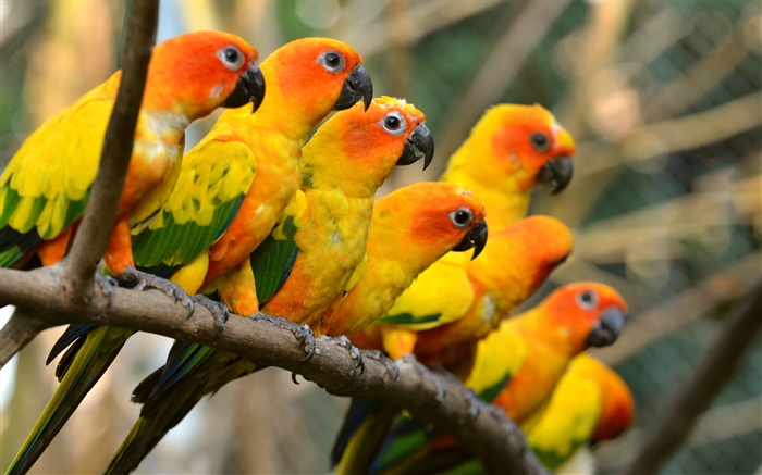 Birds close-up, gelb Papageien Hintergrundbilder Bilder