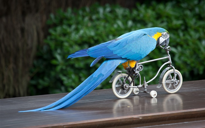 Blaue Feder Papagei Reitfahrrad Hintergrundbilder Bilder
