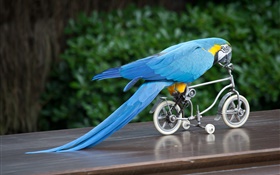 Blaue Feder Papagei Reitfahrrad