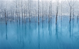 Blauen Teich, Bäume HD Hintergrundbilder