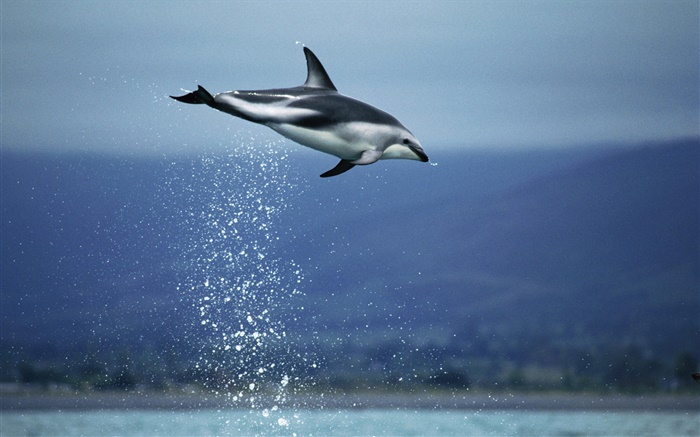 Blaues Meer, Delphin Flug Hintergrundbilder Bilder