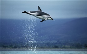 Blaues Meer, Delphin Flug HD Hintergrundbilder
