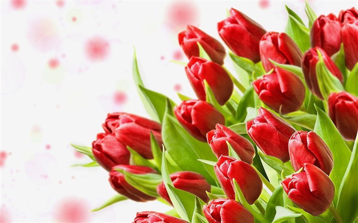 Strauß Blumen, rote Tulpen Hintergrundbilder Bilder