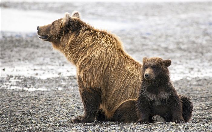 Braunbären-Familie Hintergrundbilder Bilder