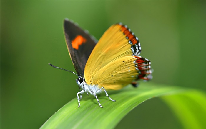 Schmetterling, Gras Hintergrundbilder Bilder