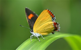 Schmetterling, Gras HD Hintergrundbilder