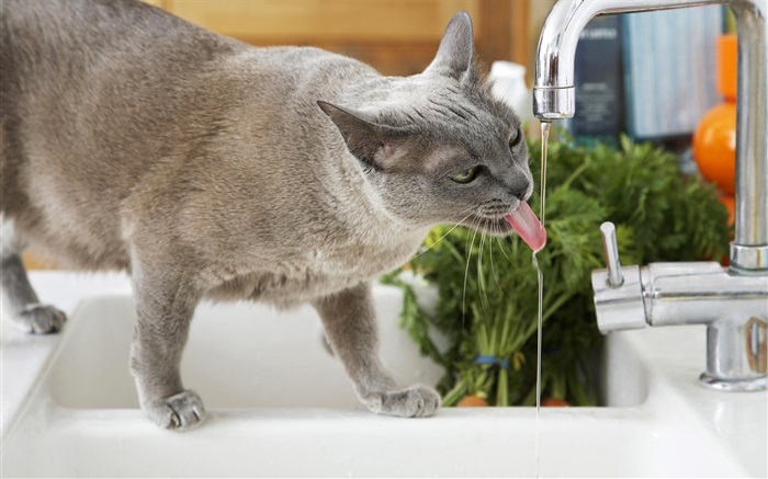 Cat Wasser trinken Hintergrundbilder Bilder