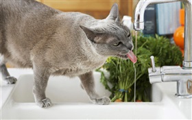 Cat Wasser trinken HD Hintergrundbilder