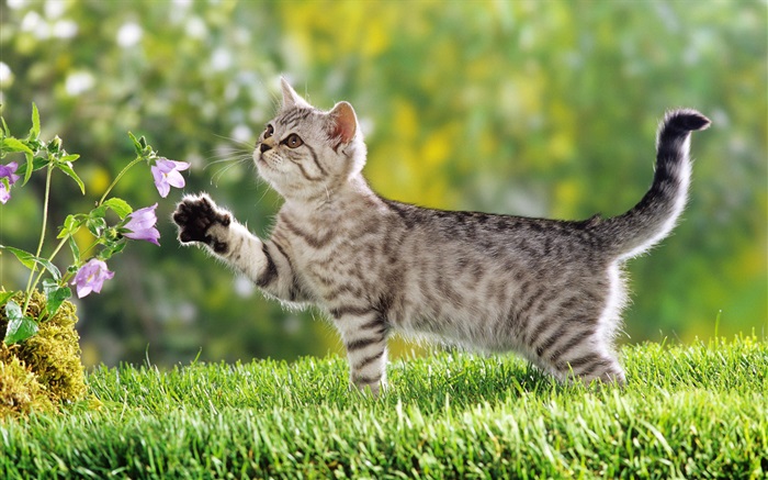 cat Touch Blume Hintergrundbilder Bilder