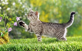 cat Touch Blume HD Hintergrundbilder
