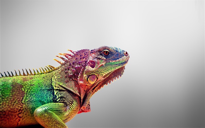 Chameleon close-up, grauen Hintergrund Hintergrundbilder Bilder