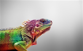 Chameleon close-up, grauen Hintergrund HD Hintergrundbilder