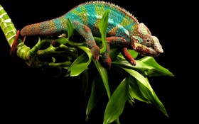 Chameleon schillernden Farben HD Hintergrundbilder