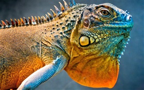 Chameleon Kopf close-up HD Hintergrundbilder