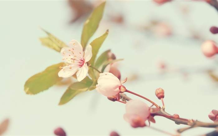 cherry Blumen close-up Hintergrundbilder Bilder