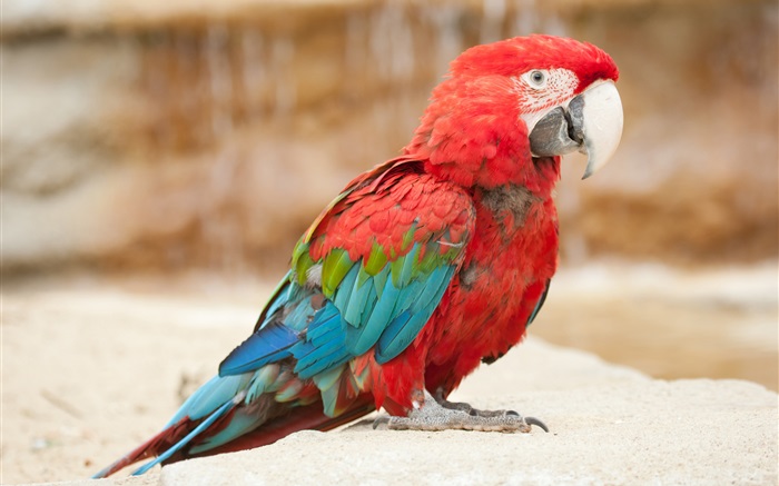 Bunte Feder kleine Papagei Hintergrundbilder Bilder