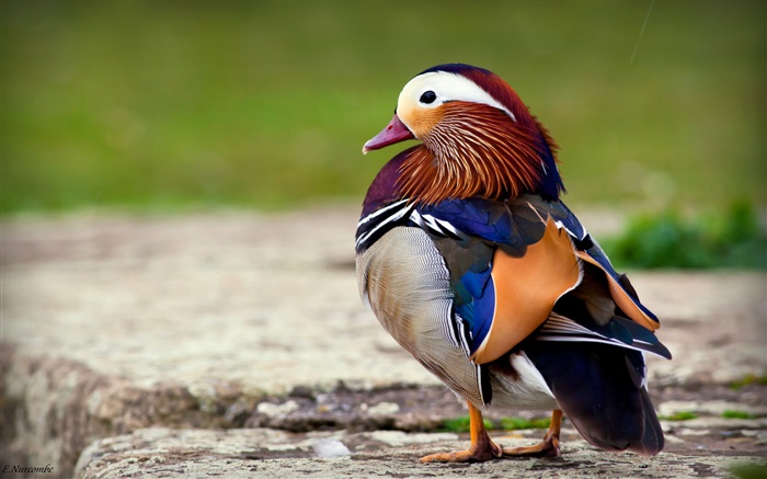 Bunte Federn Vogel, Mandarinente Hintergrundbilder Bilder