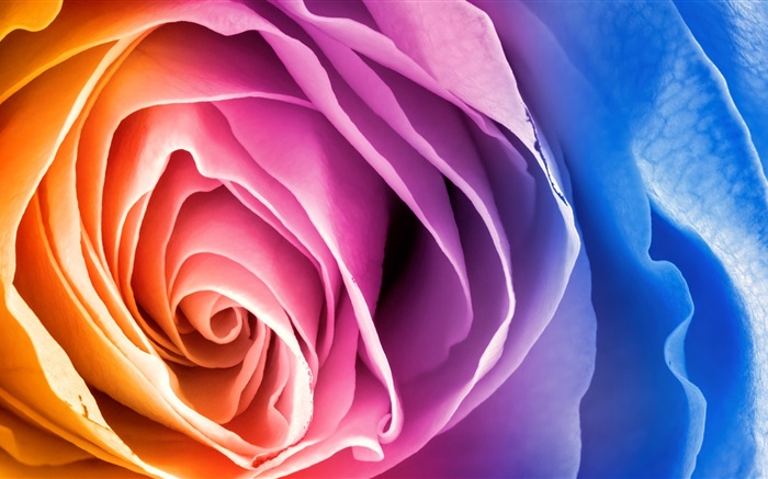 Bunte Blütenblätter Rose Blume Hintergrundbilder Bilder