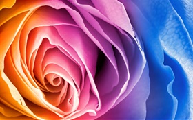 Bunte Blütenblätter Rose Blume HD Hintergrundbilder