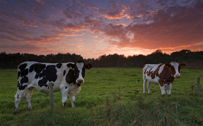 Kühe, Sonnenuntergang, Gras Hintergrundbilder Bilder