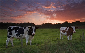 Kühe, Sonnenuntergang, Gras HD Hintergrundbilder