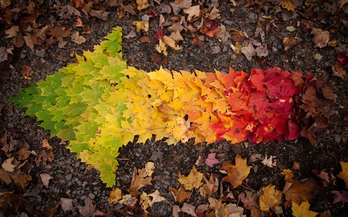 Creative-Bilder, Blätter Herbst Pfeil Hintergrundbilder Bilder